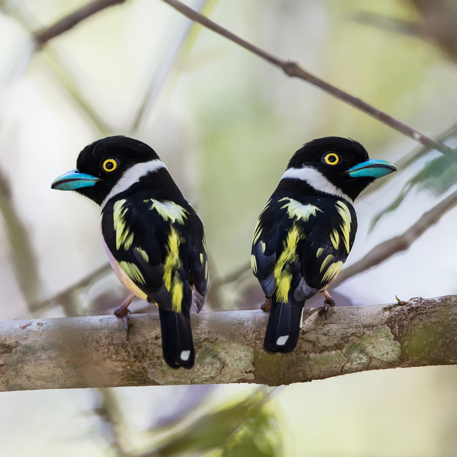 Black-and-yellow Broadbill,黑黄阔嘴鸟 by Liew Wk on 500px.com