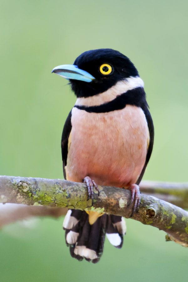 Black and Yellow Broadbill by Allan Seah on 500px.com