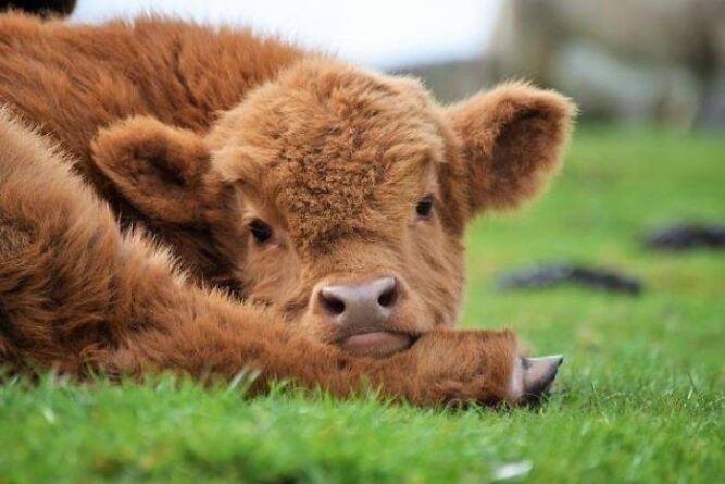 Now You Can Have A Fluffy Mini Cow, And They Make Amazing Pets