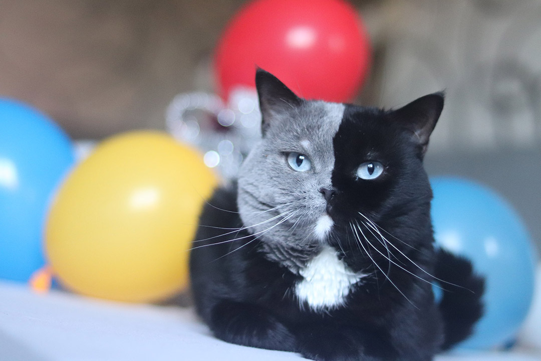 Gato con cara bicolor