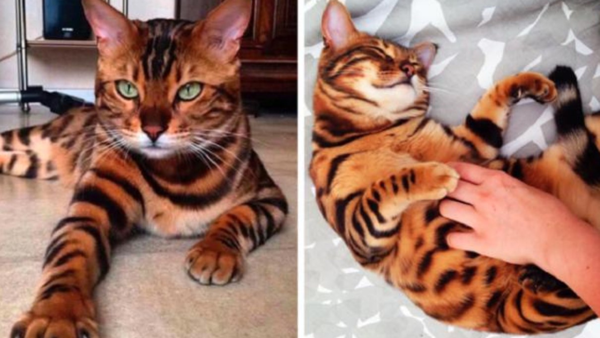 Bengal Cat Is One Of The Most Amazing Breeds And Was Voted The Most