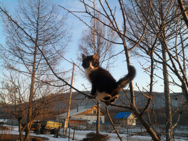 Spring is coming, cats are flying back...