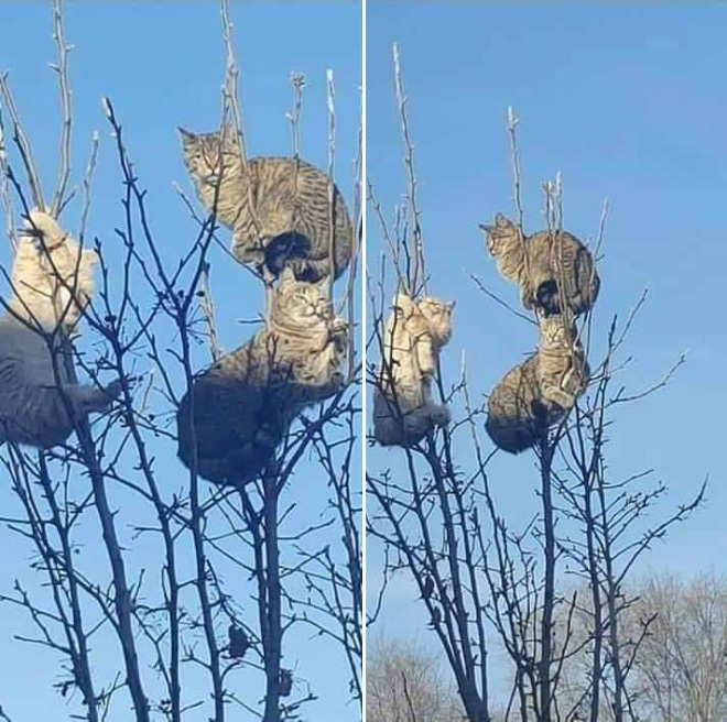 Spring is coming, cats are flying back...