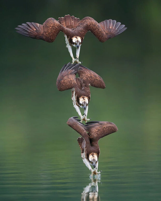 osprey hunting