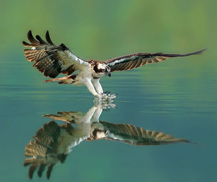 osprey hunting