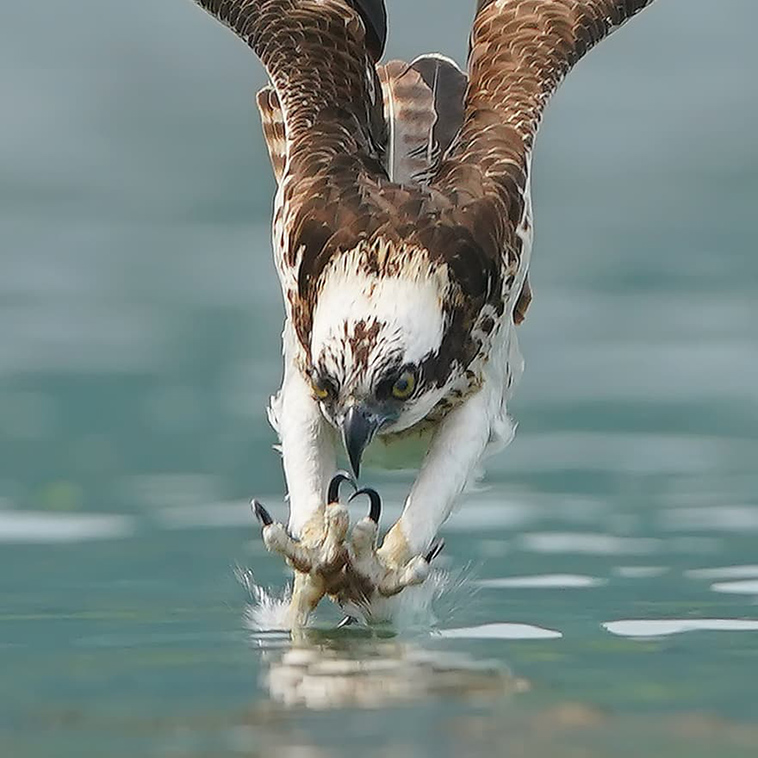 osprey fishing