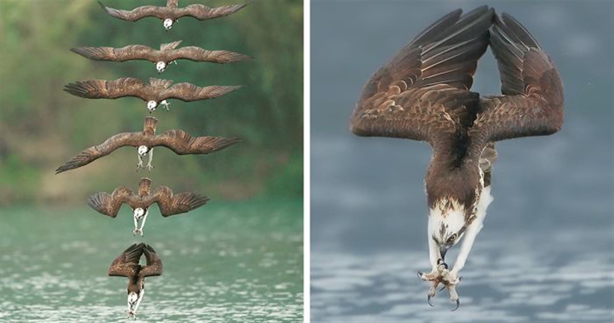 osprey hunting