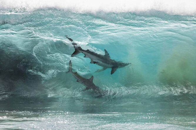 shark photography