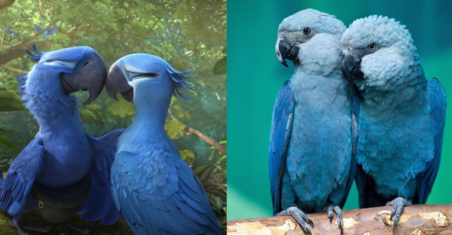 Blue Macaw Parrot From The Movie ‘Rio’ Is Now Officially Extinct