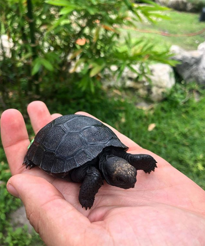 all black tortoise