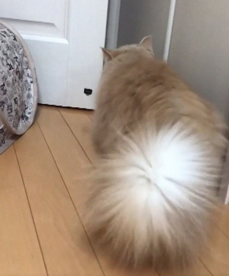 fluffy tail