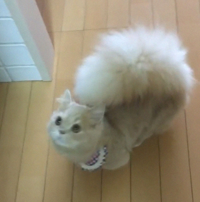 cat has fluffy tail