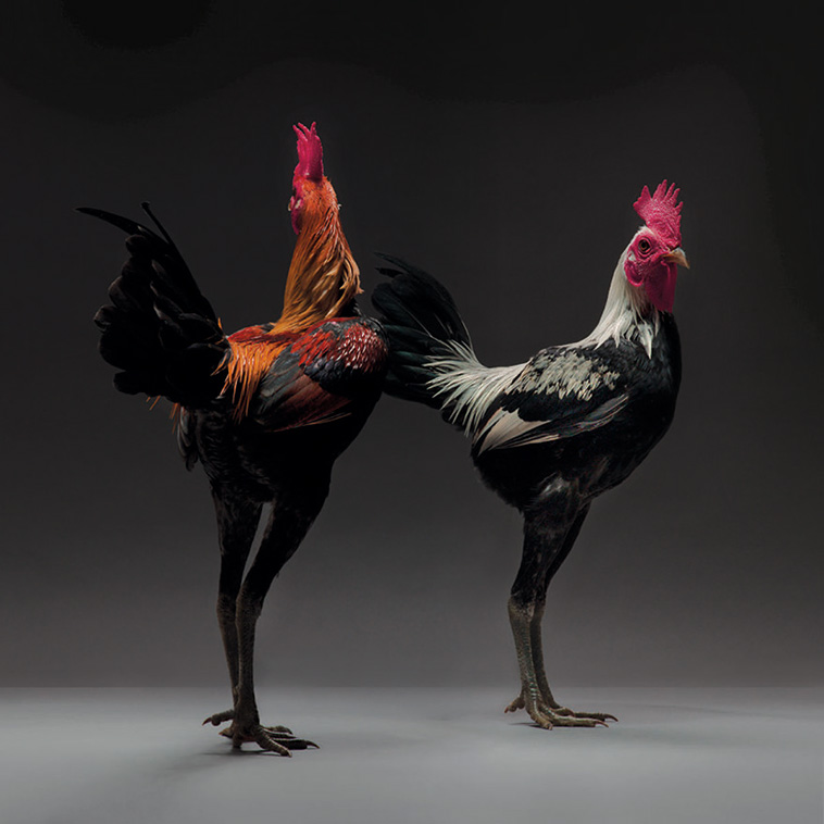 chicken portraits
