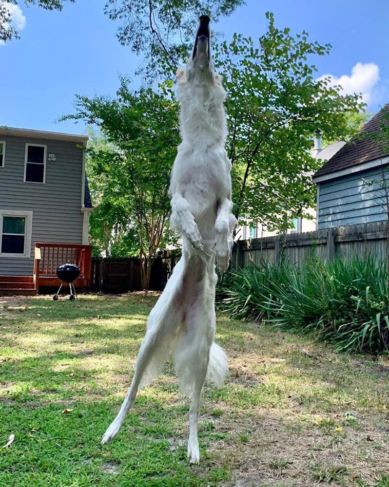 Long Dog
