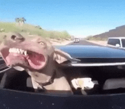 Dog enjoying a car ride.