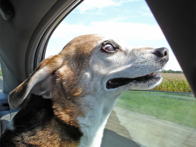 Dog enjoying a car ride.