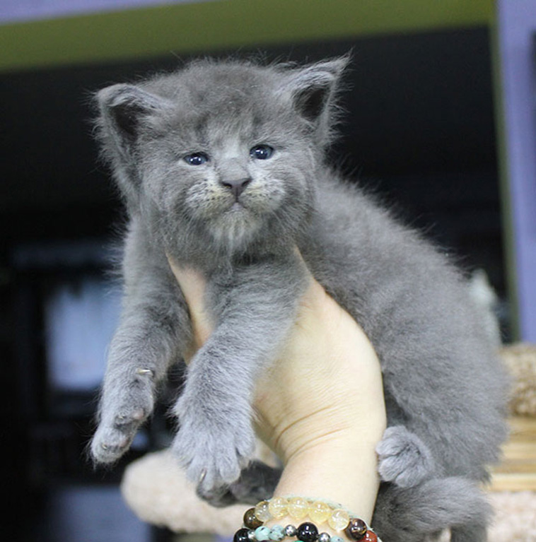 Cute but grumpy kitten