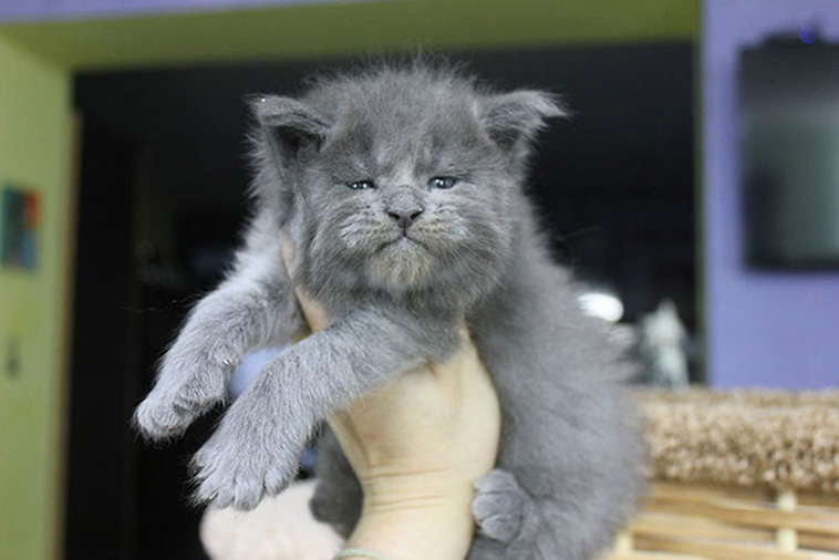 grumpy little cat