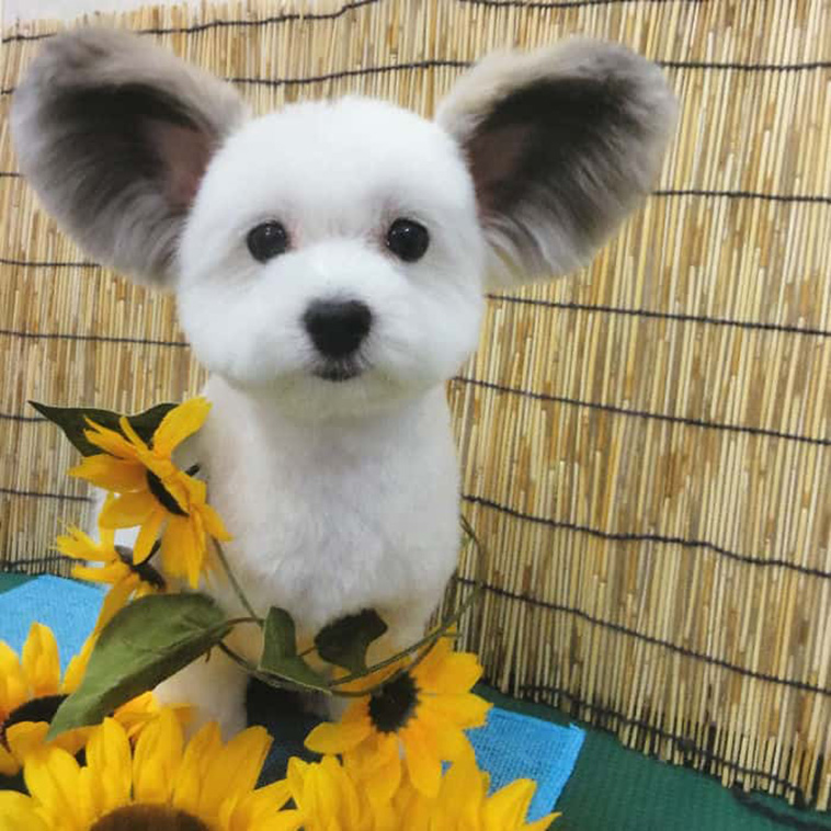 big ears puppy