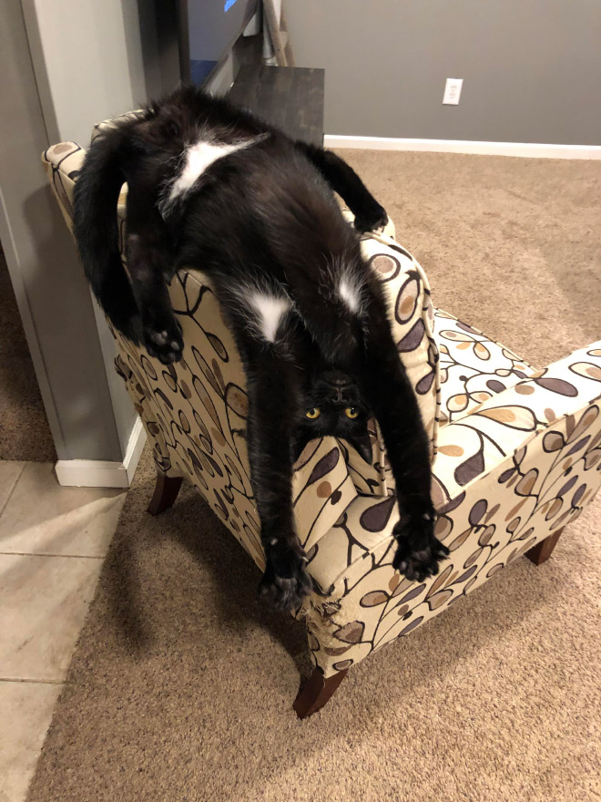 Some cats are weird...