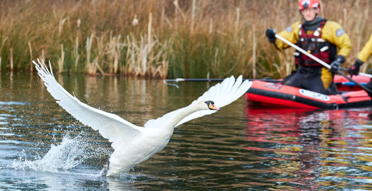 Heartwarming Moment Rescued Swan Is Reunited With Her Life Long Partner