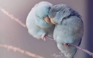 Pastel Parrotlet Birds