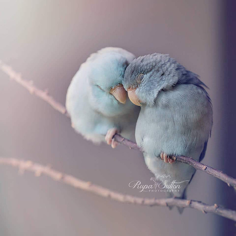 Pastel Parrotlet Birds 