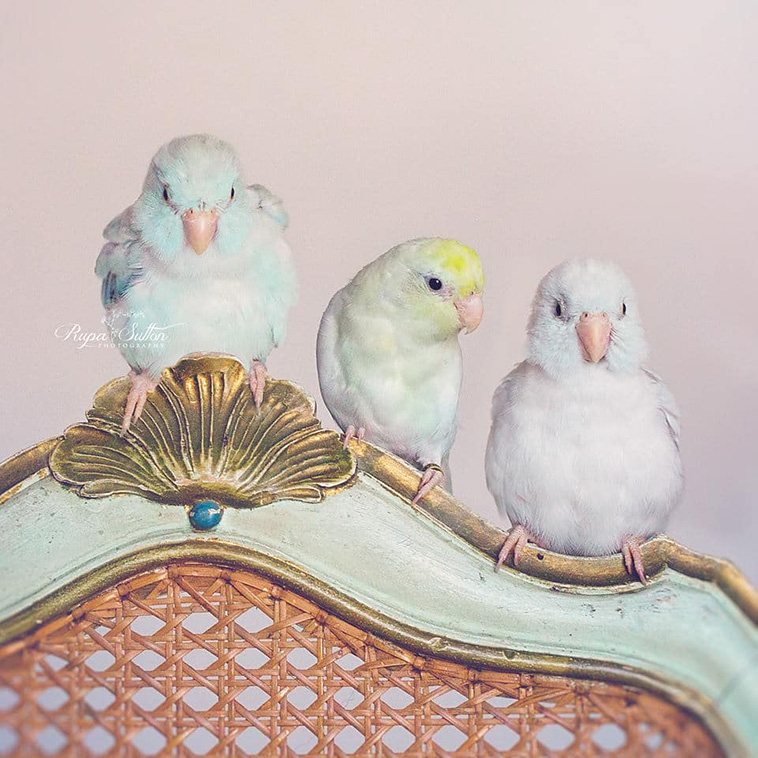 pastel birds
