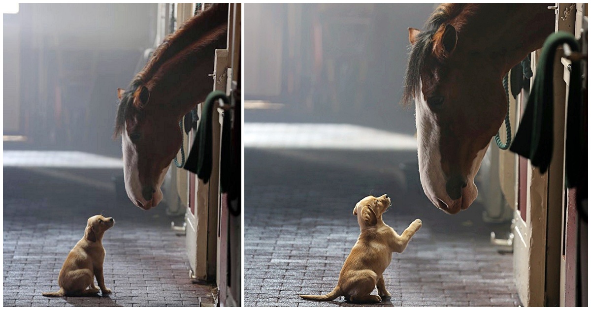 Clydesdale Labrador Puppy Reunite In New Heart Warming Budweiser Commercial Fascinating Things