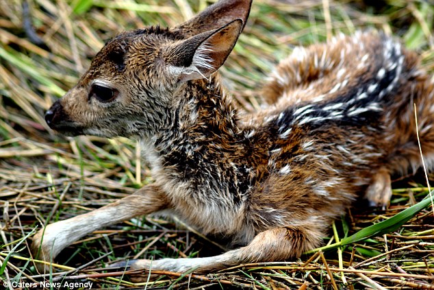 Heroic Boy Saving A Drowning Baby Deer Is Possibly One Of The Greatest Rescue Stories Ever