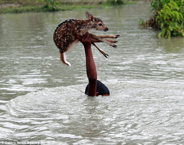 Heroic Boy Saving A Drowning Baby Deer Is Possibly One Of The Greatest Rescue Stories Ever