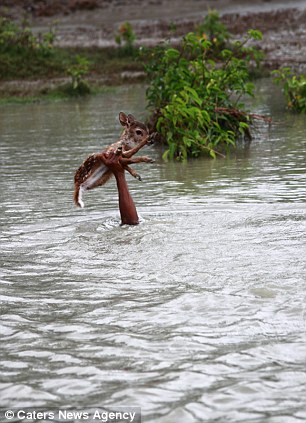 Heroic Boy Saving A Drowning Baby Deer Is Possibly One Of The Greatest Rescue Stories Ever