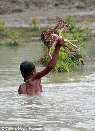 Heroic Boy Saving A Drowning Baby Deer Is Possibly One Of The Greatest Rescue Stories Ever