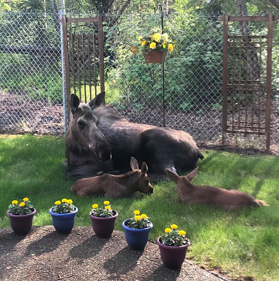 The Family Of Moose Spent A Whole Day In The Man's Backyard