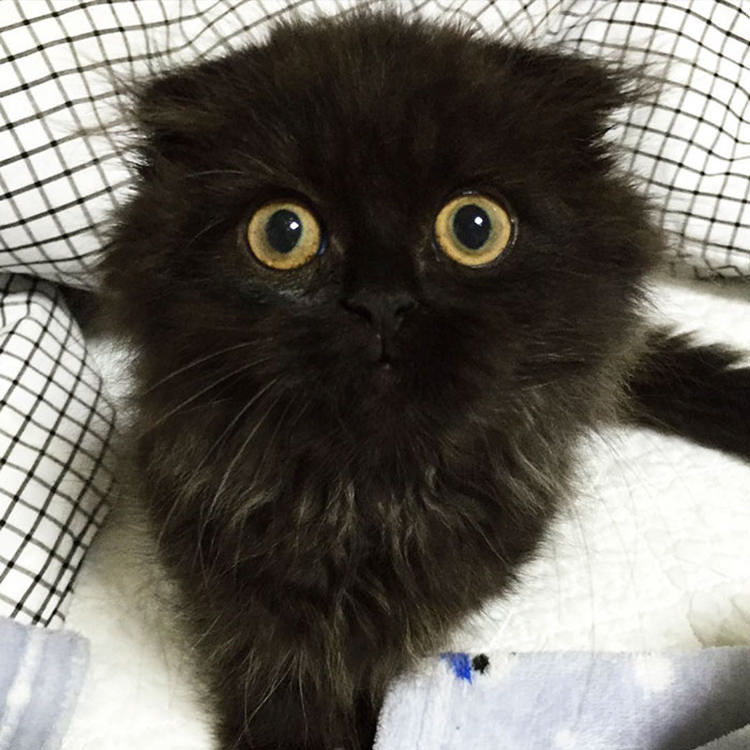 gimo-the-cat-big-cute-eyes-12