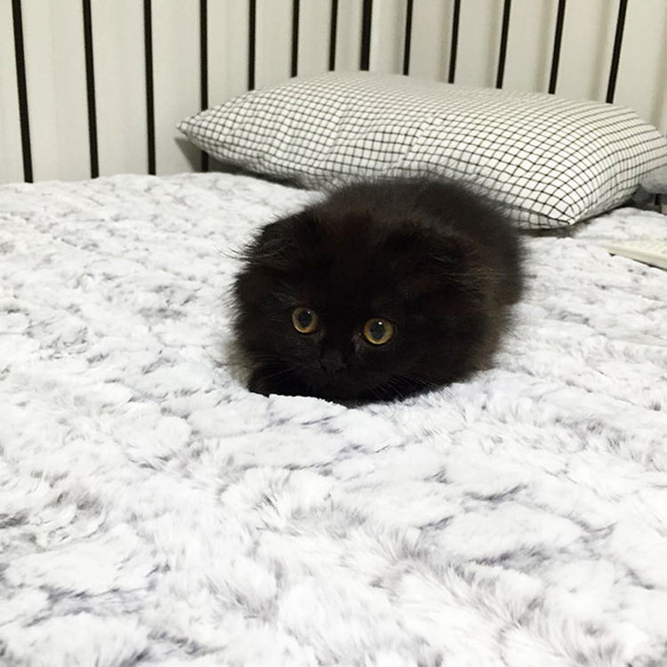 gimo-the-cat-big-cute-eyes-14