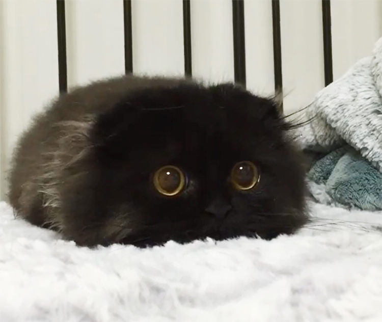 gimo-the-cat-big-cute-eyes-5