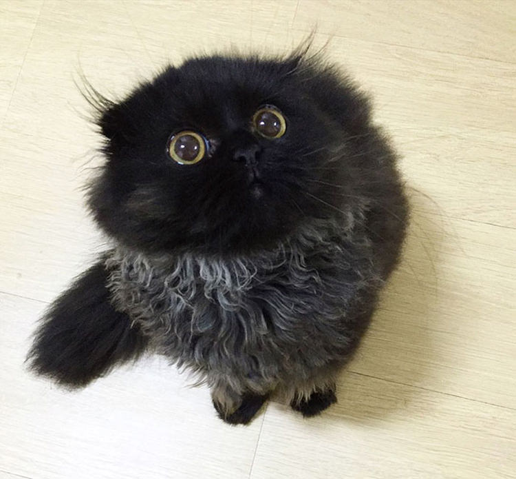 gimo-the-cat-big-cute-eyes-9