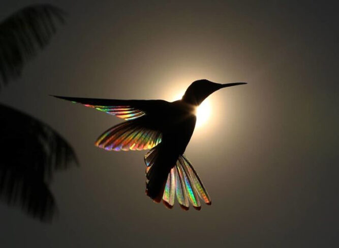 hummingbird wings rainbow