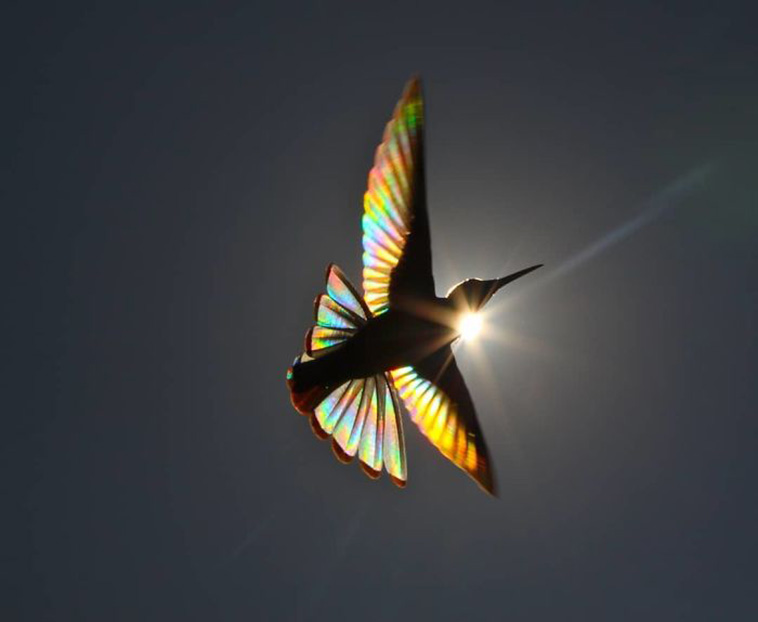  hummingbird wings