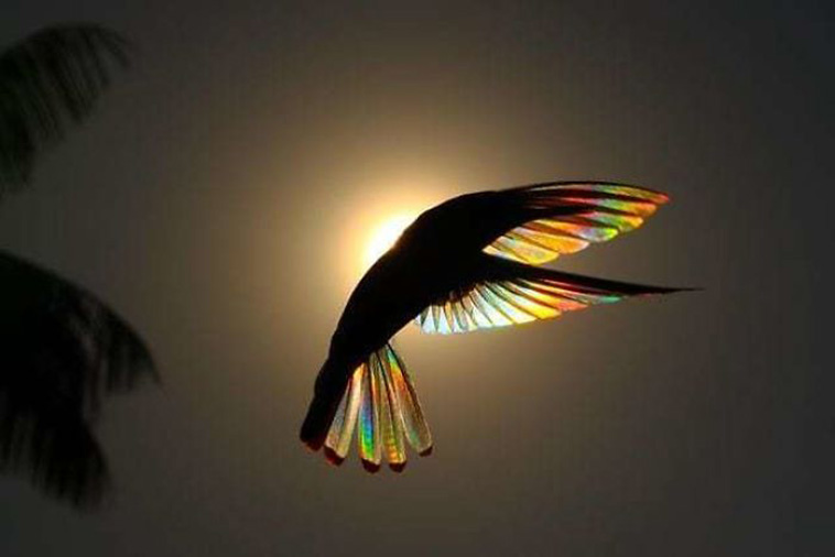  hummingbird wings rainbow