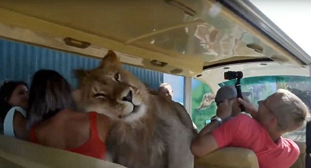 Image result for Lion Climbed Into A Bus Of People Because It Wanted To Be Petted
