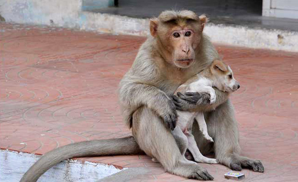 monkey-adopts-puppy-erode-india-13