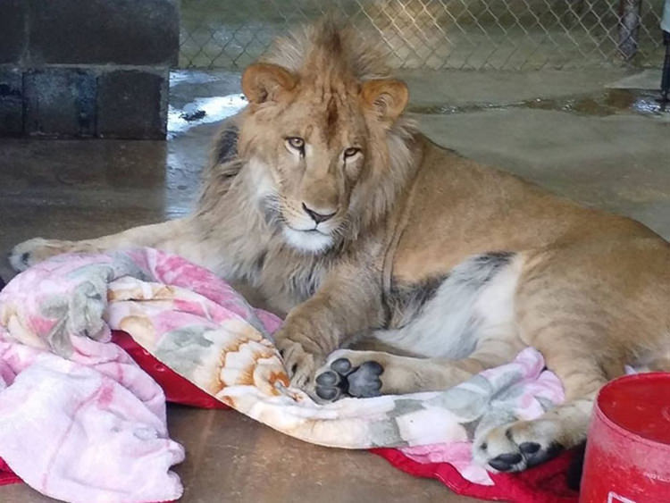rescued-lion-sleeping-with-blanket-2