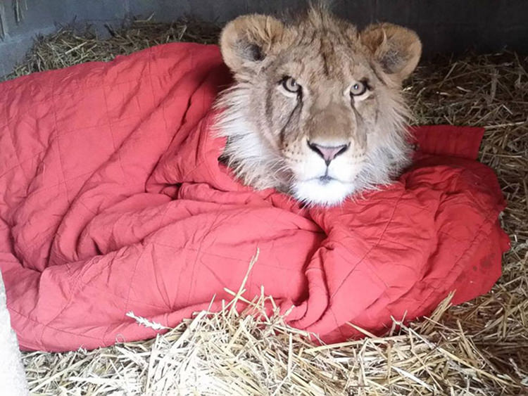 rescued-lion-sleeping-with-blanket-3