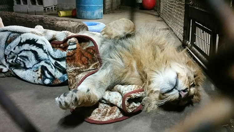 rescued-lion-sleeping-with-blanket-4