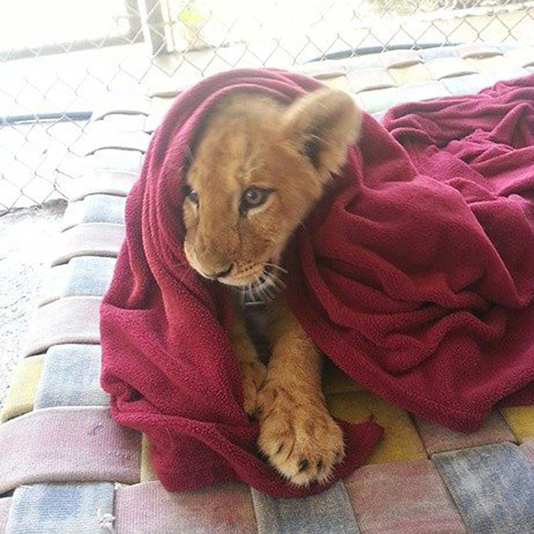 rescued-lion-sleeping-with-blanket-5