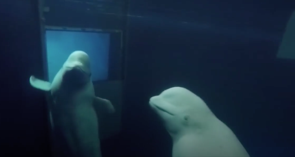 The Two Lively Beluga Whales Were Finally Rescued From The Aquarium After More Than A Decade