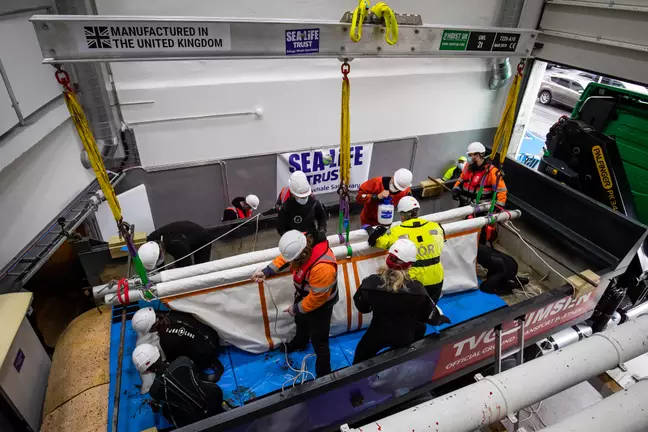 Getting The Beluga Whales Rescued Was No Easy Task 