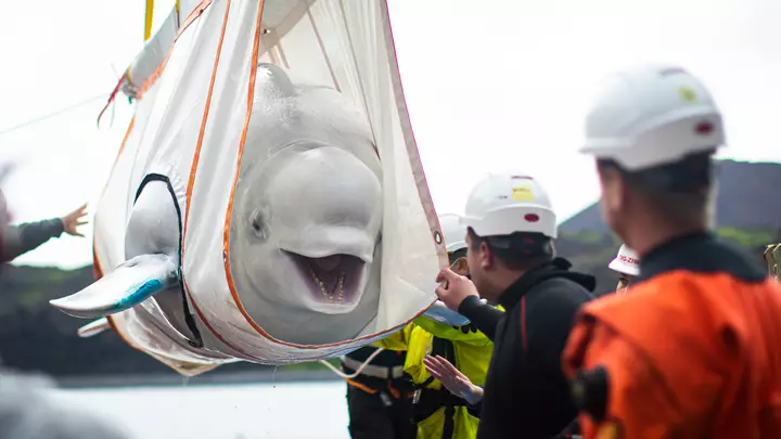 The Two Beluga Whales Are Happy To Be Rescued From The Aquarium 
